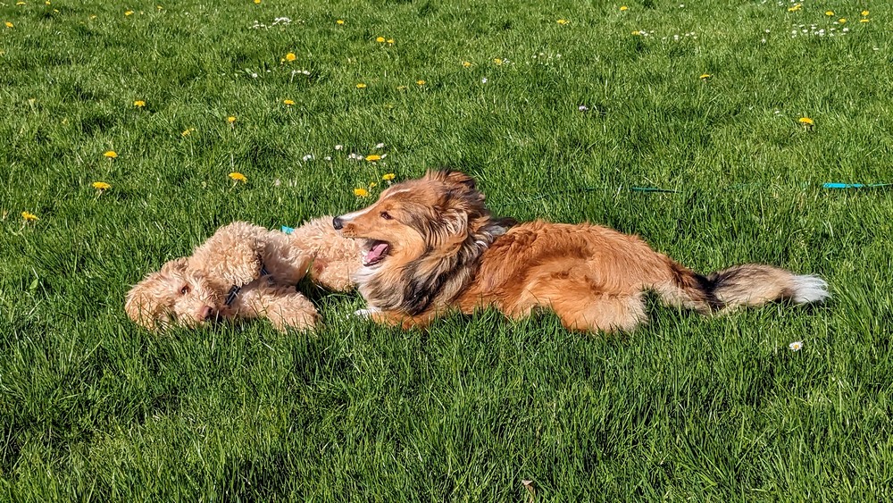 owczarek szetlandzki bawi sie z psem na łące