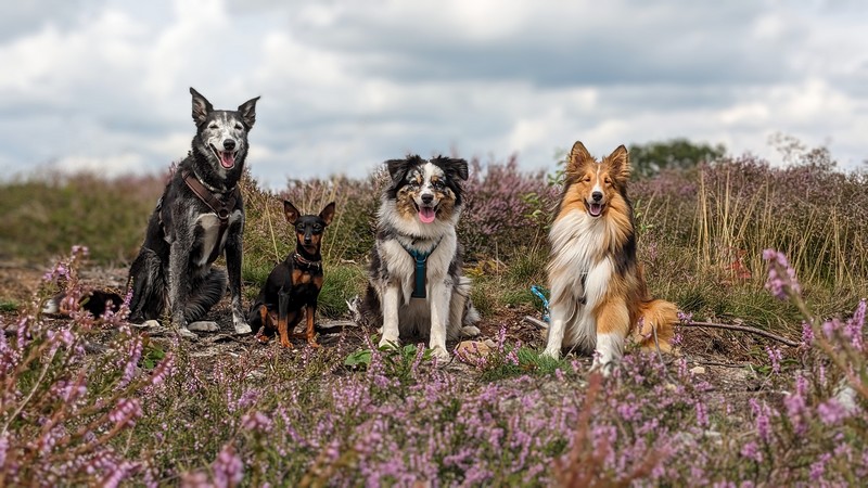 porównanie owczarka szetlandzkiego do innych psów rasy collie