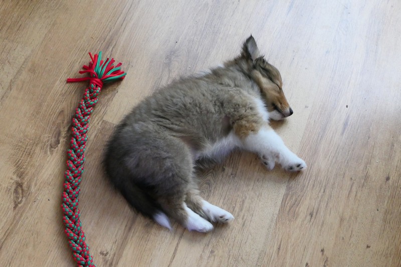 szczeniak owczarka szetlandzkiego śpi na podłodze
