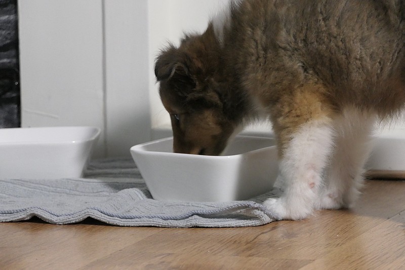 szczeniak owczarka szetlandzkiego je suchy pokarm ze swojej miski